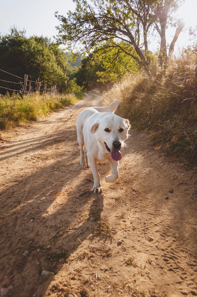 Tips for Taking Care of your Fur Friends During the Summer